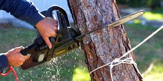 Best Lawn Maintenance Plans  in La Vernia, TX